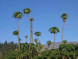 Papaya trees by Ryan Greenberg, on Flickr